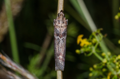 Laodamia faecella