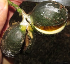 Tabernaemontana ventricosa