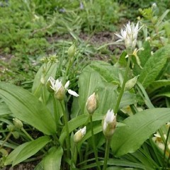Allium ursinum