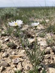 Erigeron ochroleucus