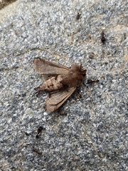 Noctuinae