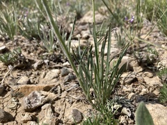 Erigeron ochroleucus