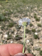 Erigeron ochroleucus
