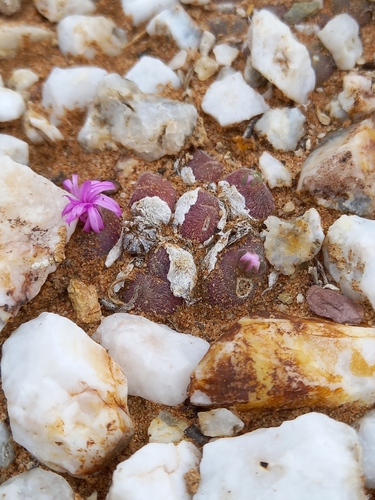 Gibbaeum pilosulum