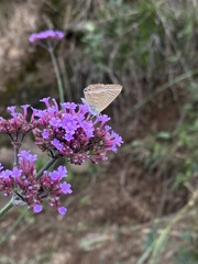 Lampides boeticus
