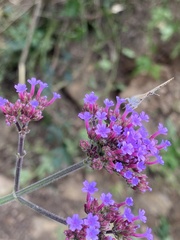 Lampides boeticus