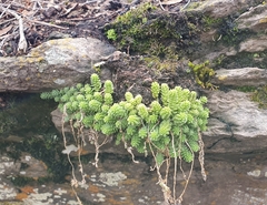 Sedum greggii