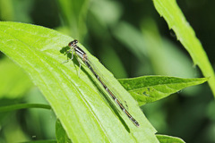 Coenagrion resolutum