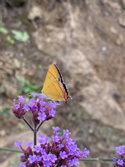 Heliophorus moorei