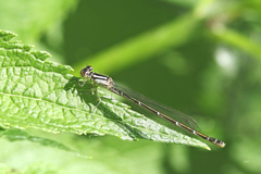 Coenagrion resolutum