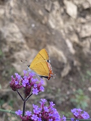 Heliophorus moorei