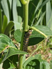 Danaus plexippus