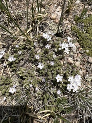 Phlox pulvinata