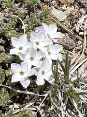 Phlox pulvinata