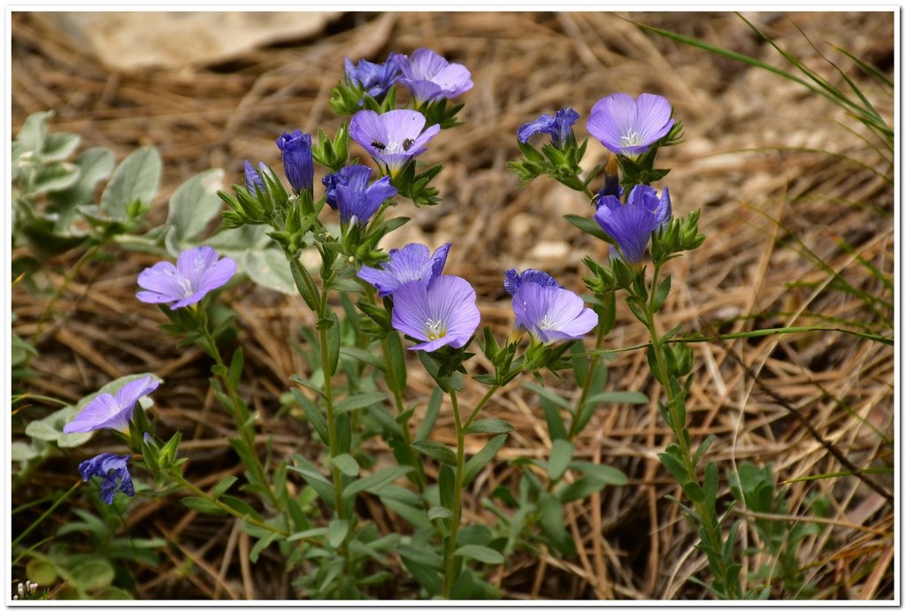Linum lanuginosum
