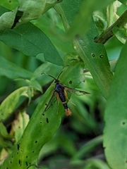 Synanthedon richardsi