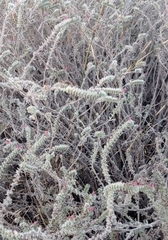 Echium angustifolium