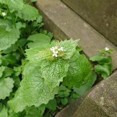 Alliaria petiolata
