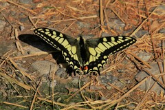 Papilio machaon aliaska