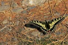 Papilio machaon aliaska