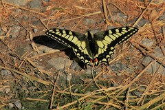 Papilio machaon aliaska