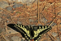 Papilio machaon aliaska