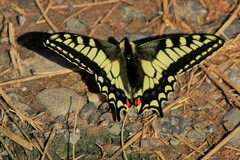 Papilio machaon aliaska