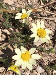 Anacyclus