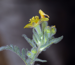 Mentzelia montana