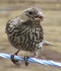Cassin's Finch photo 5