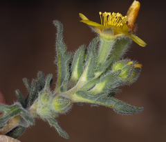 Mentzelia montana