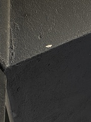 Idaea seriata