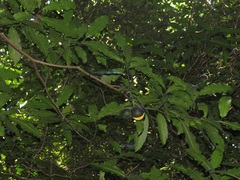 Tabernaemontana ventricosa