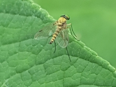 Chrysopilus asiliformis