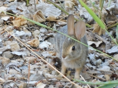 Sylvilagus audubonii
