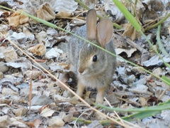 Sylvilagus audubonii