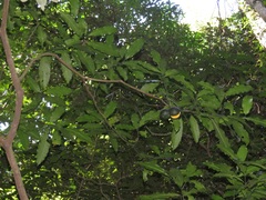 Tabernaemontana ventricosa