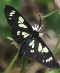 Gnophaela latipennis