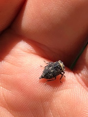 Telamonini