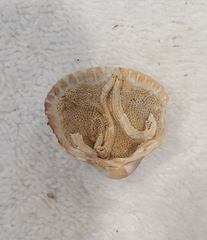 Spirobranchus triqueter