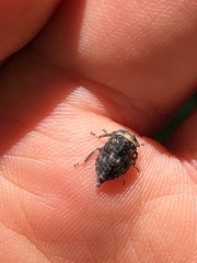 Telamonini