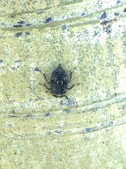 Telamonini
