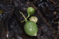 Passifloraceae