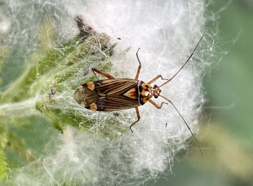 Striped Oak Bug, BurgGolf Wijchen, Wijchen, Gelderland, NL, photo 8 of 10