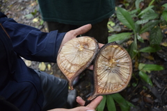 Aspidosperma