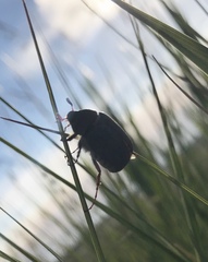Phyllophaga lanceolata