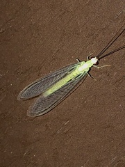 Chrysopa nigricornis