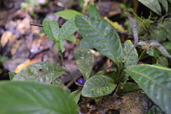 Palicourea caerulea