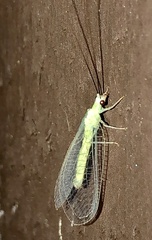 Chrysopa nigricornis