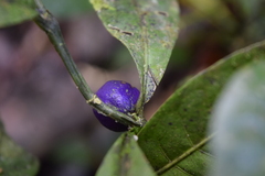Palicourea caerulea